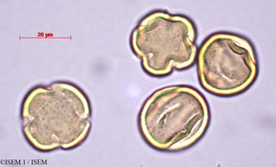 Myrsine africana - lame n° 27894